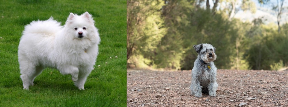 Schnoodle vs American Eskimo Dog - Breed Comparison