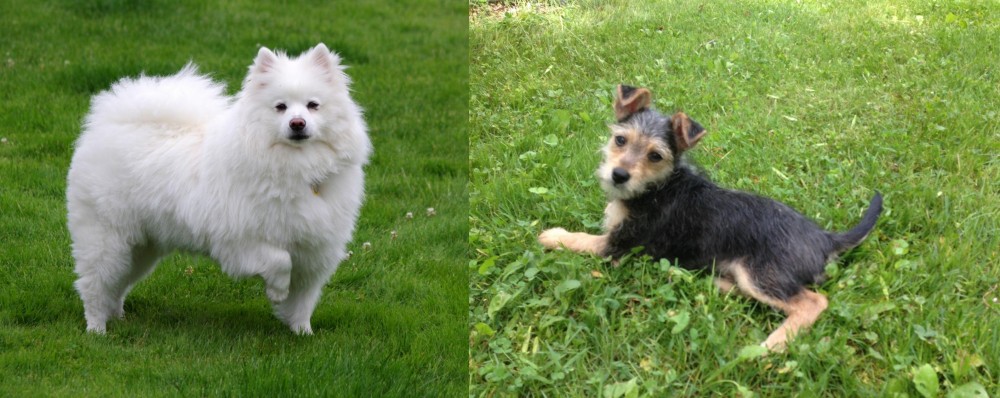 Schnorkie vs American Eskimo Dog - Breed Comparison