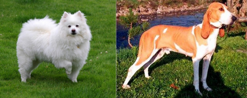 Schweizer Laufhund vs American Eskimo Dog - Breed Comparison