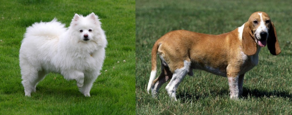 Schweizer Niederlaufhund vs American Eskimo Dog - Breed Comparison