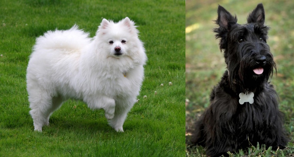 Scoland Terrier vs American Eskimo Dog - Breed Comparison