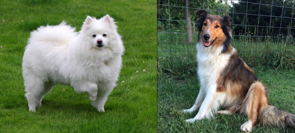 Scotch Collie vs American Eskimo Dog - Breed Comparison