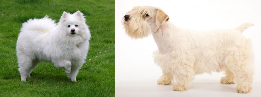 Sealyham Terrier vs American Eskimo Dog - Breed Comparison