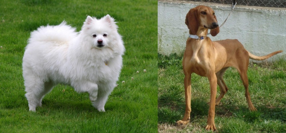 Segugio Italiano vs American Eskimo Dog - Breed Comparison