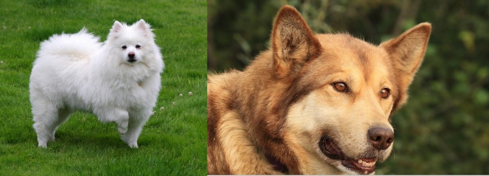 Seppala Siberian Sleddog vs American Eskimo Dog - Breed Comparison