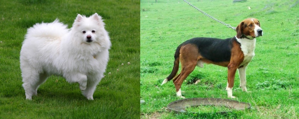 Serbian Tricolour Hound vs American Eskimo Dog - Breed Comparison