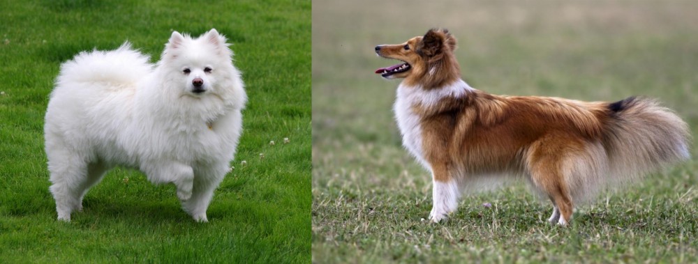 Shetland Sheepdog vs American Eskimo Dog - Breed Comparison