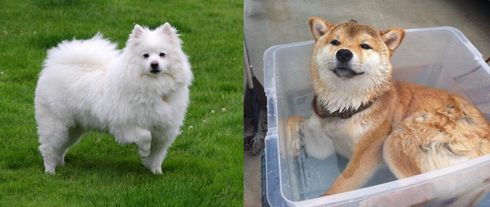 Shiba Inu vs American Eskimo Dog - Breed Comparison