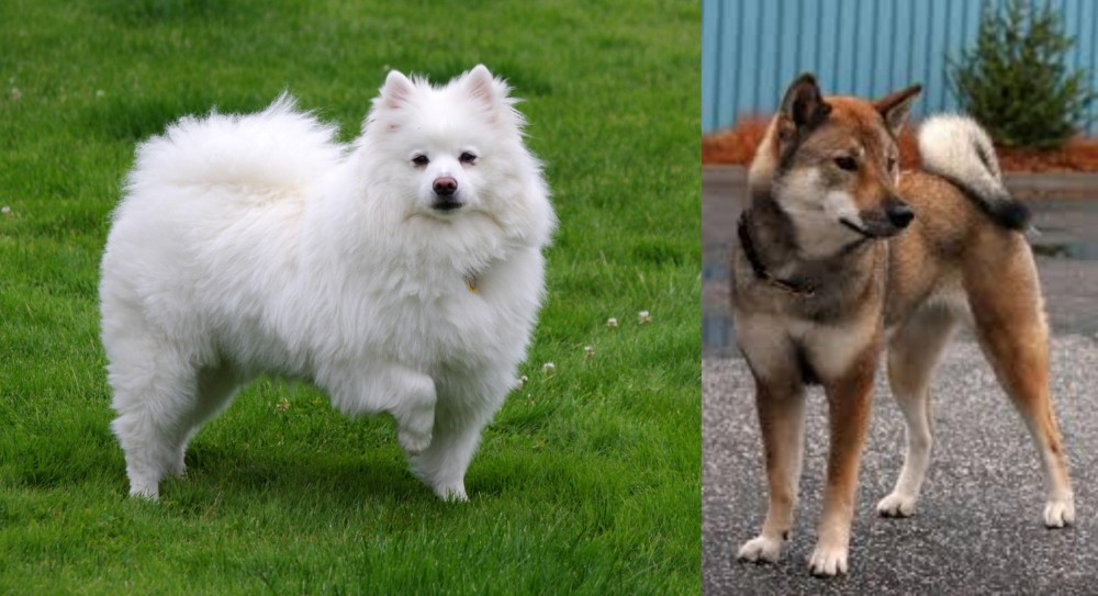 Shikoku vs American Eskimo Dog - Breed Comparison