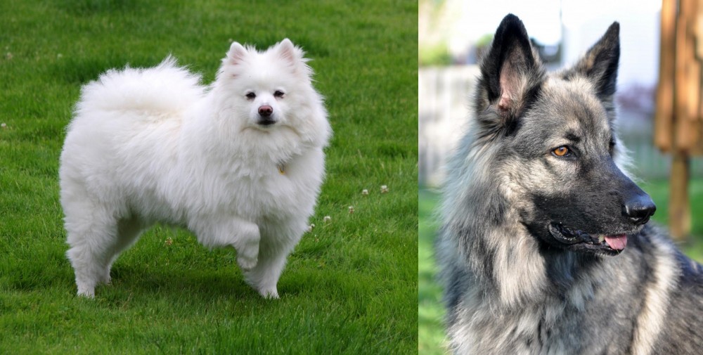 Shiloh Shepherd vs American Eskimo Dog - Breed Comparison