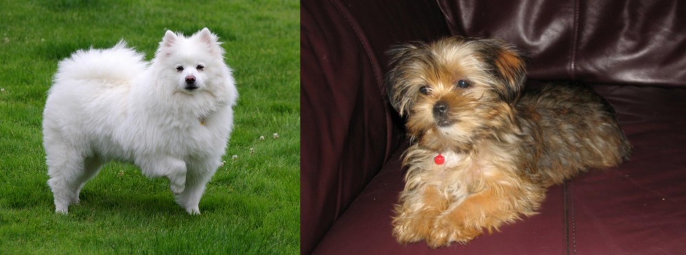 Shorkie vs American Eskimo Dog - Breed Comparison