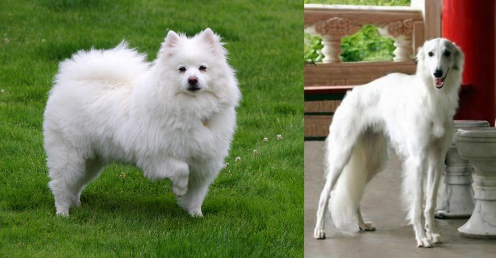 Silken Windhound vs American Eskimo Dog - Breed Comparison