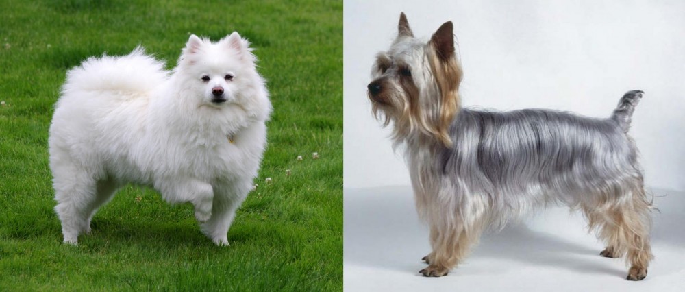 Silky Terrier vs American Eskimo Dog - Breed Comparison