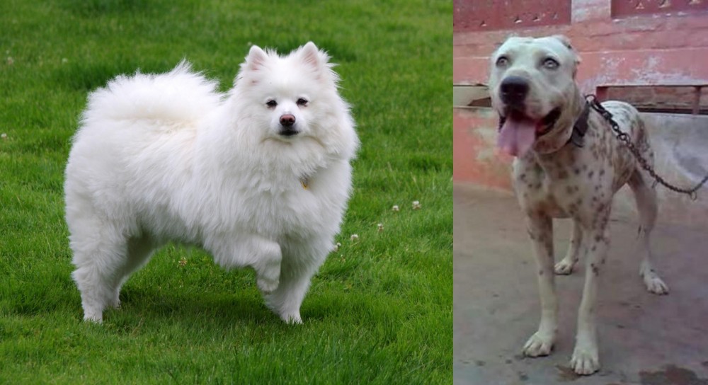 Sindh Mastiff vs American Eskimo Dog - Breed Comparison