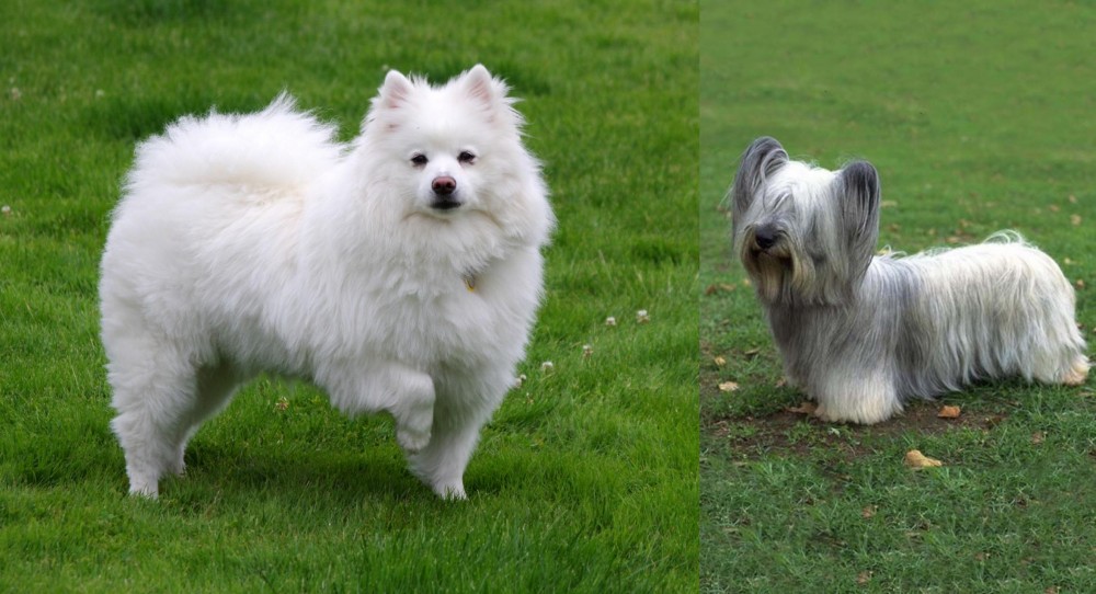 Skye Terrier vs American Eskimo Dog - Breed Comparison