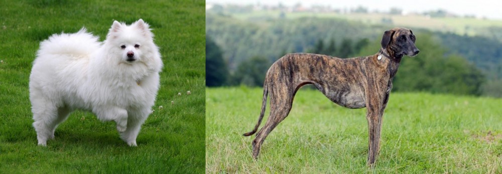 Sloughi vs American Eskimo Dog - Breed Comparison