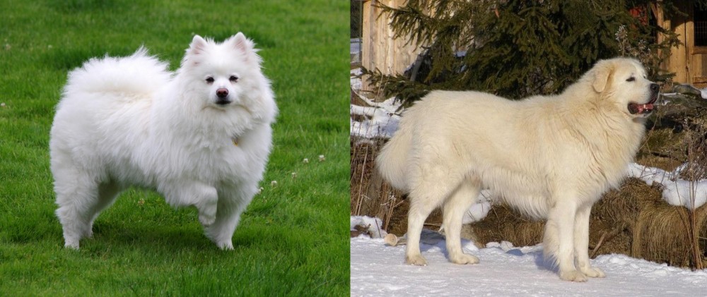 Slovak Cuvac vs American Eskimo Dog - Breed Comparison