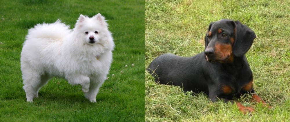 Slovakian Hound vs American Eskimo Dog - Breed Comparison