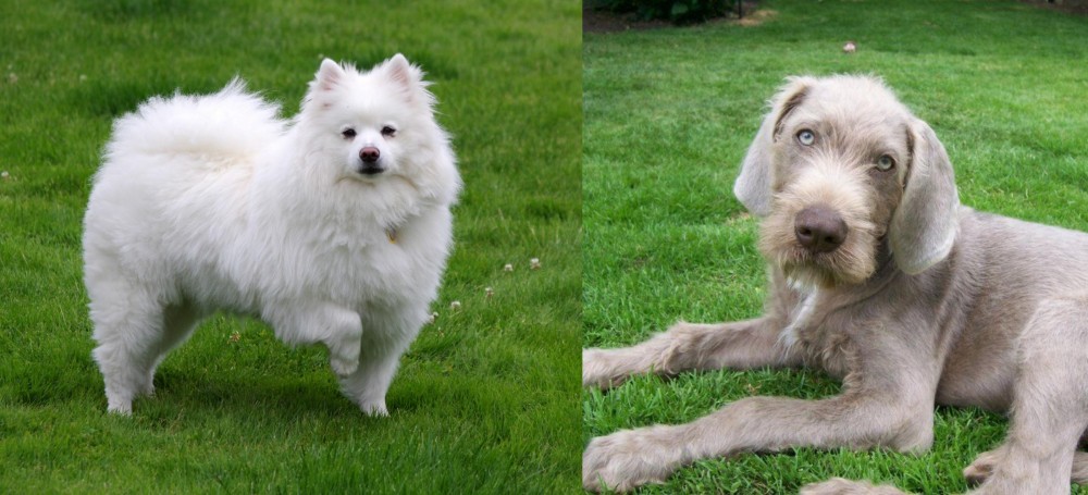 Slovakian Rough Haired Pointer vs American Eskimo Dog - Breed Comparison