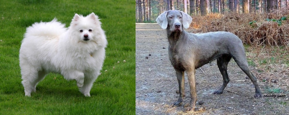 Slovensky Hrubosrsty Stavac vs American Eskimo Dog - Breed Comparison