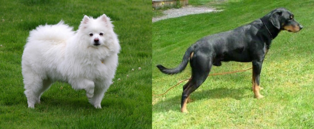 Smalandsstovare vs American Eskimo Dog - Breed Comparison