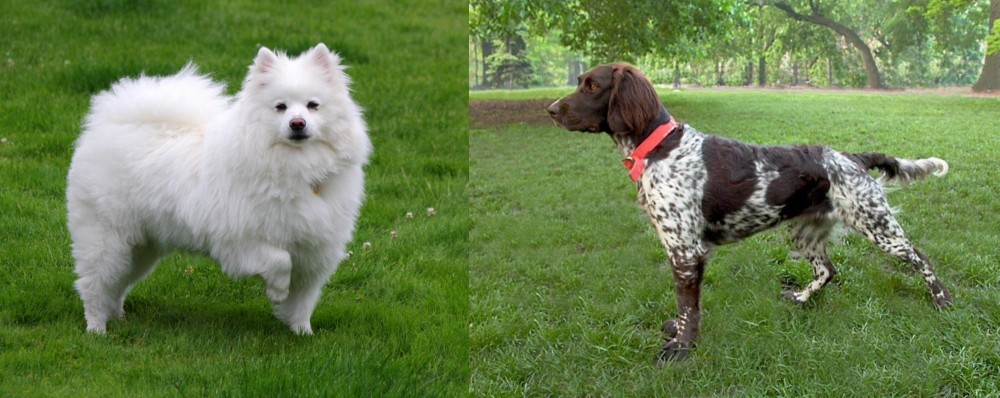 Small Munsterlander vs American Eskimo Dog - Breed Comparison