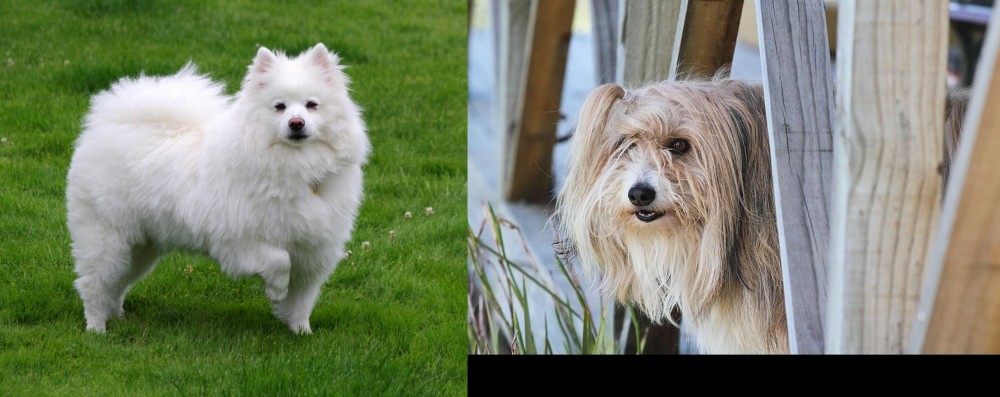 Smithfield vs American Eskimo Dog - Breed Comparison
