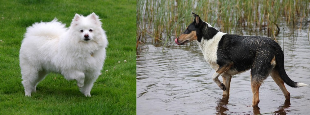 Smooth Collie vs American Eskimo Dog - Breed Comparison