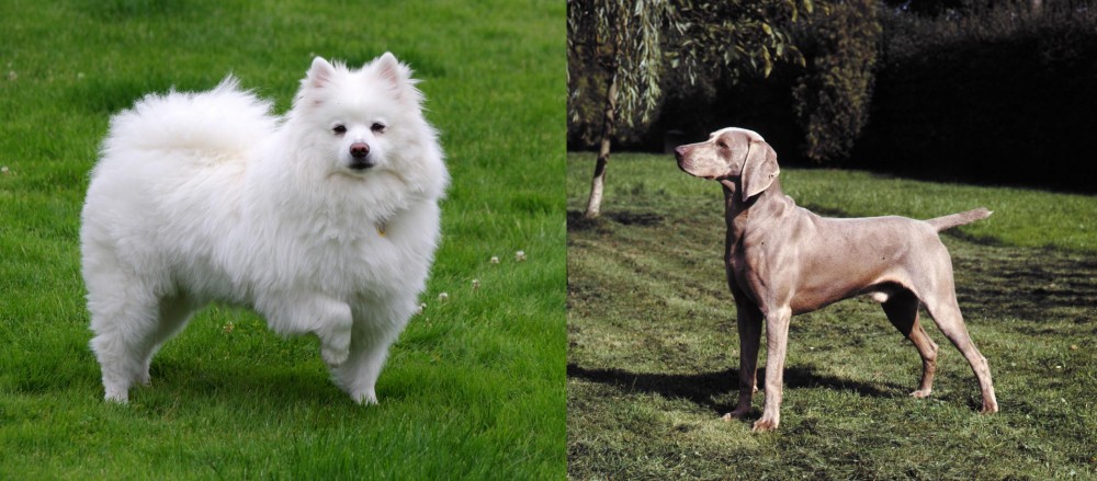 Smooth Haired Weimaraner vs American Eskimo Dog - Breed Comparison