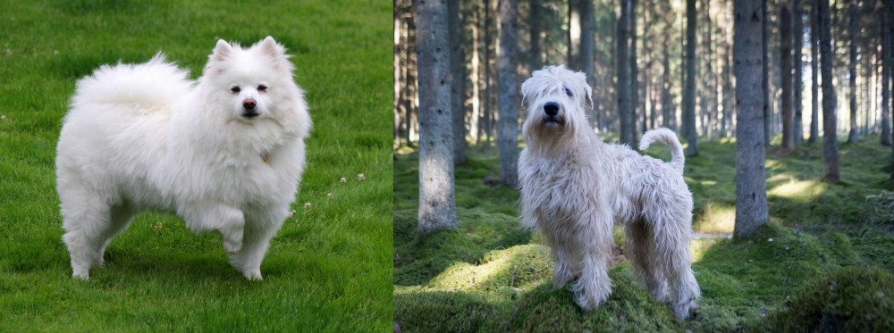 Soft-Coated Wheaten Terrier vs American Eskimo Dog - Breed Comparison
