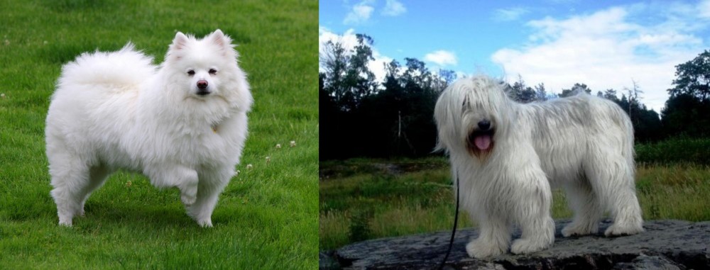 South Russian Ovcharka vs American Eskimo Dog - Breed Comparison