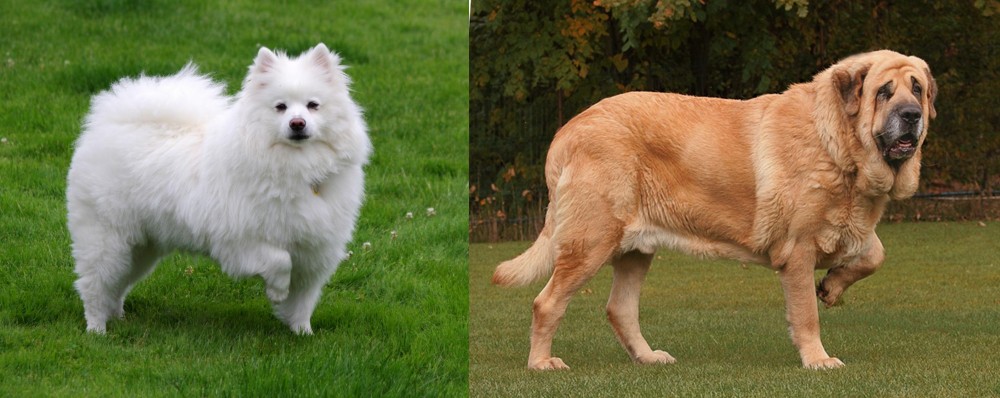 Spanish Mastiff vs American Eskimo Dog - Breed Comparison