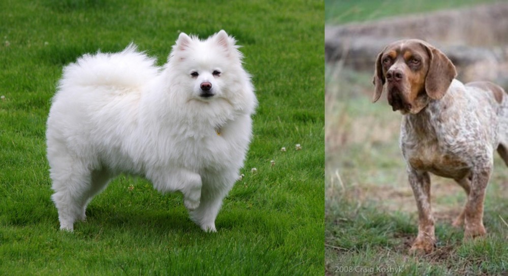 Spanish Pointer vs American Eskimo Dog - Breed Comparison