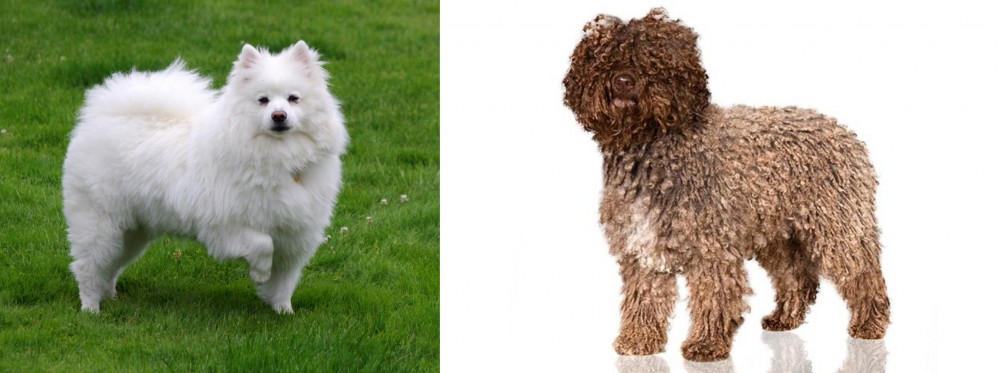 Spanish Water Dog vs American Eskimo Dog - Breed Comparison