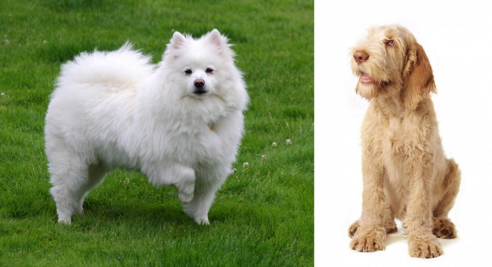 Spinone Italiano vs American Eskimo Dog - Breed Comparison