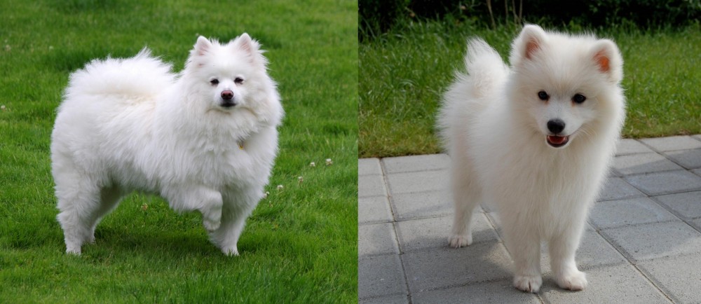 Spitz vs American Eskimo Dog - Breed Comparison