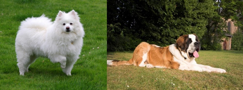 St. Bernard vs American Eskimo Dog - Breed Comparison