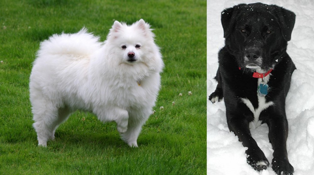 St. John's Water Dog vs American Eskimo Dog - Breed Comparison