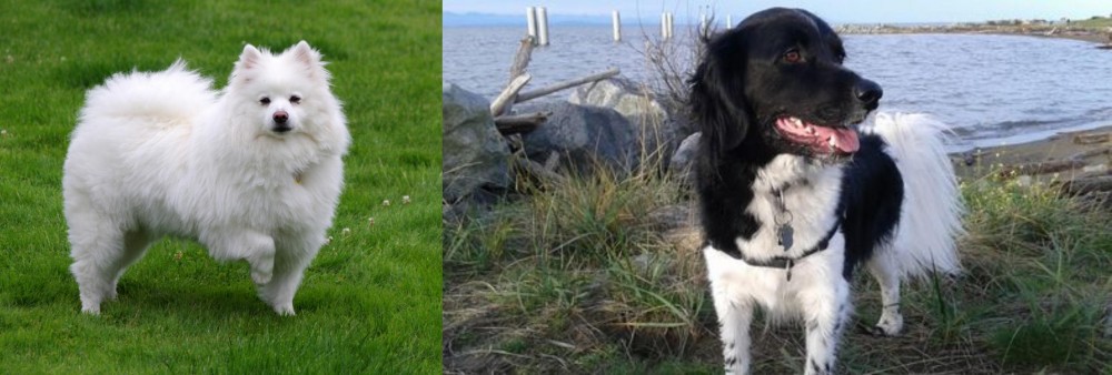 Stabyhoun vs American Eskimo Dog - Breed Comparison