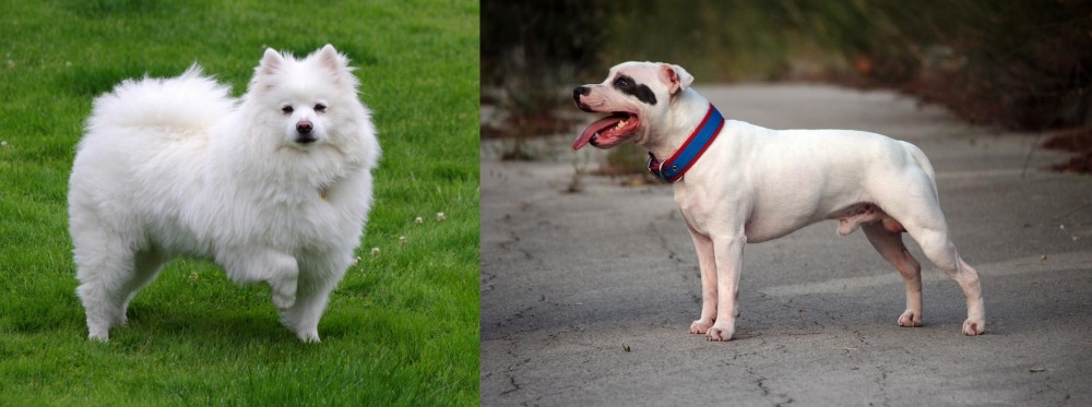 Staffordshire Bull Terrier vs American Eskimo Dog - Breed Comparison