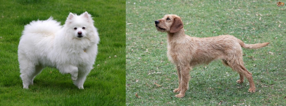 Styrian Coarse Haired Hound vs American Eskimo Dog - Breed Comparison