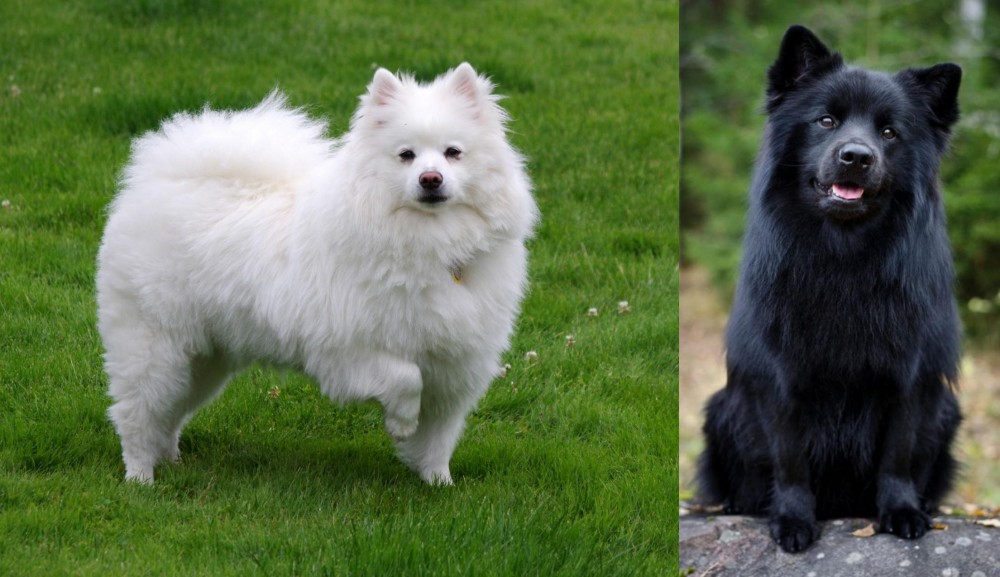 Swedish Lapphund vs American Eskimo Dog - Breed Comparison