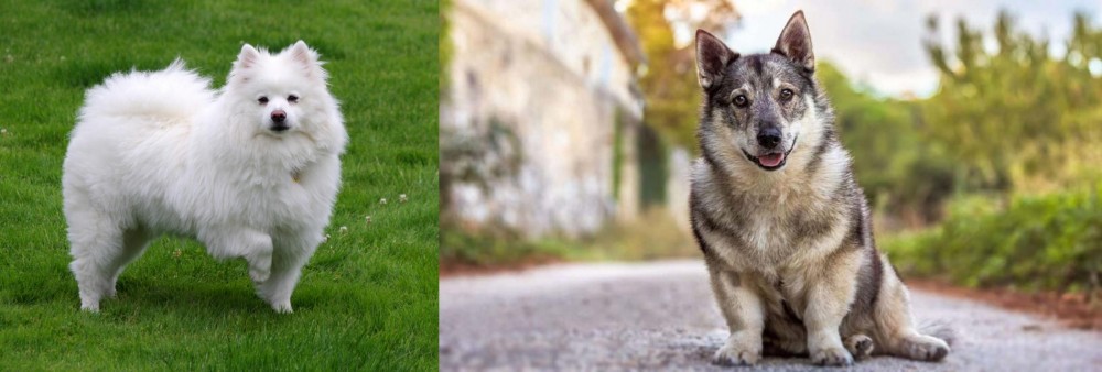 Swedish Vallhund vs American Eskimo Dog - Breed Comparison