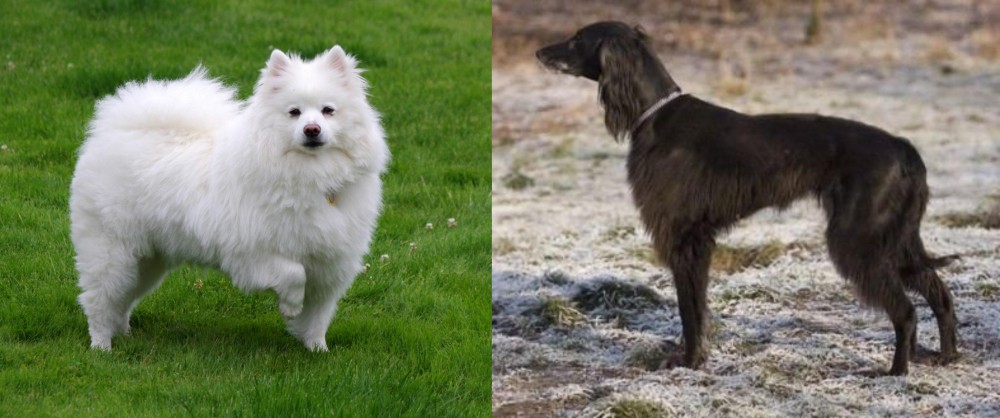 Taigan vs American Eskimo Dog - Breed Comparison