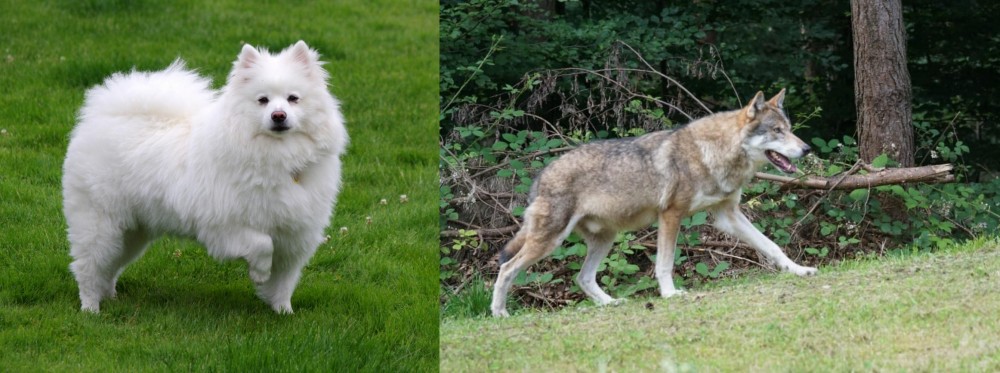 Tamaskan vs American Eskimo Dog - Breed Comparison