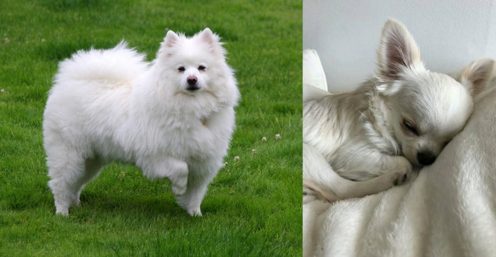 Tea Cup Chihuahua vs American Eskimo Dog - Breed Comparison