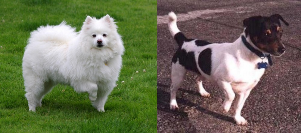Teddy Roosevelt Terrier vs American Eskimo Dog - Breed Comparison