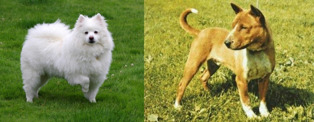 Telomian vs American Eskimo Dog - Breed Comparison