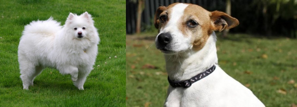 Tenterfield Terrier vs American Eskimo Dog - Breed Comparison