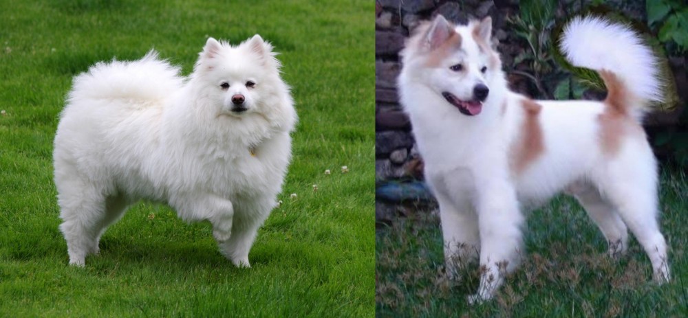 Thai Bangkaew vs American Eskimo Dog - Breed Comparison